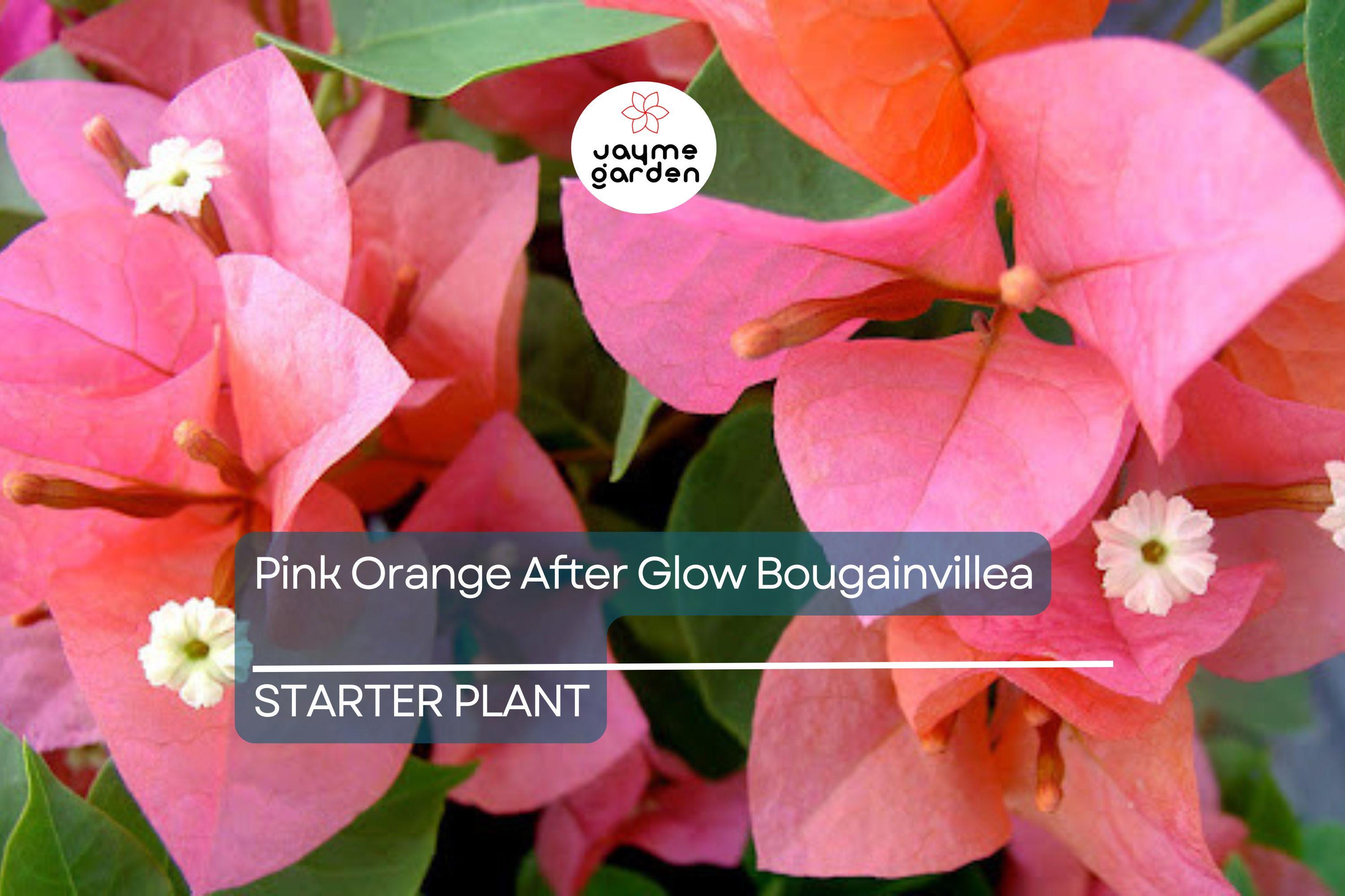 Organic Pink Orange Afterglow Bougainvillea Cuttings (12) - Rare Cerise Pink Red Blooms, Fast Growing, Drought Resistant, Root Guaranteed