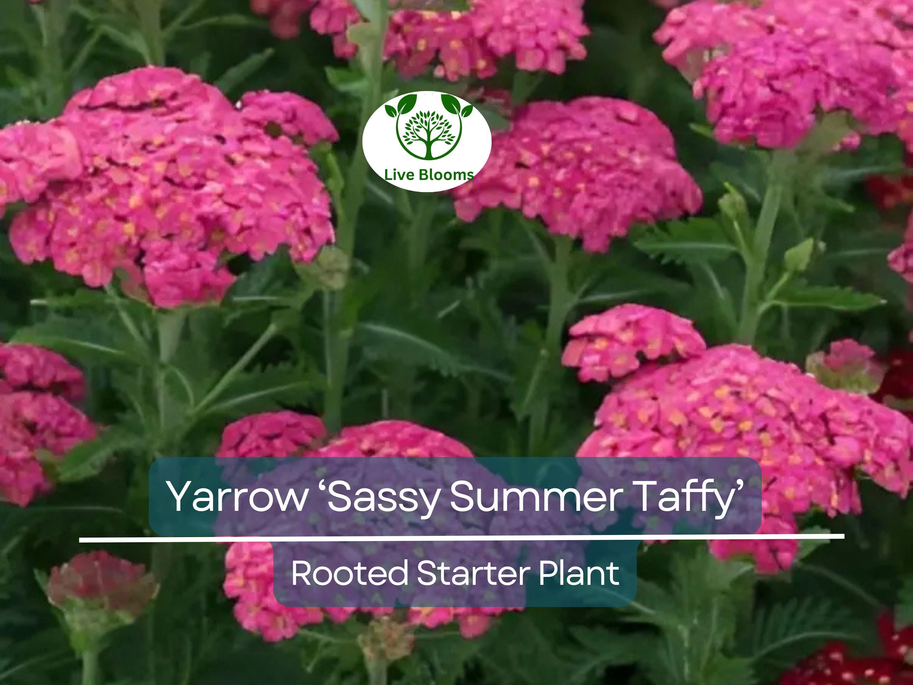 1 Yarrow Live Plant (Achillea Millefolium) Healthy Starter Plant for Pollinators | Perennial Flower for Garden, Butterflies & Bees