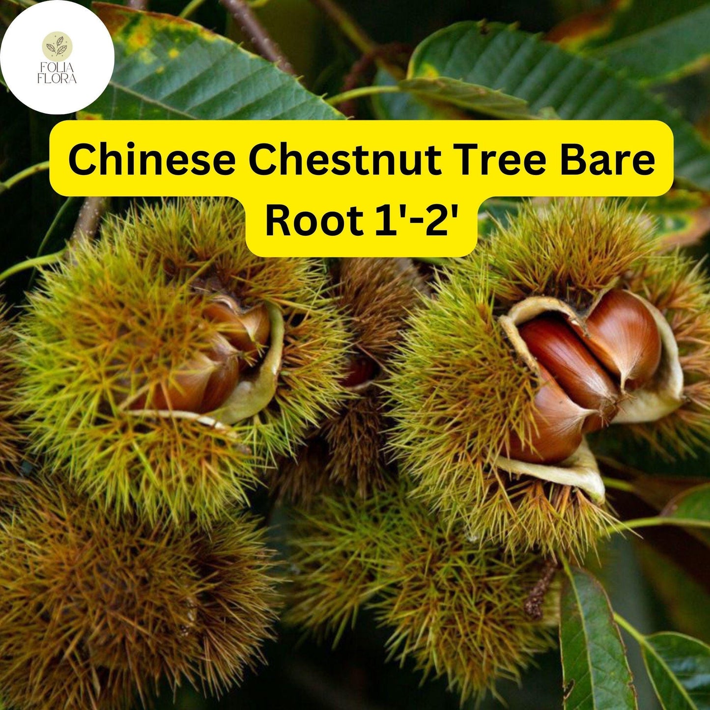 2 Castanea mollissima Chinese Chestnut Tree - Live Bare Root Plant 1'-2' for Zones 4-8 - Edible Nuts, Hardy Tree