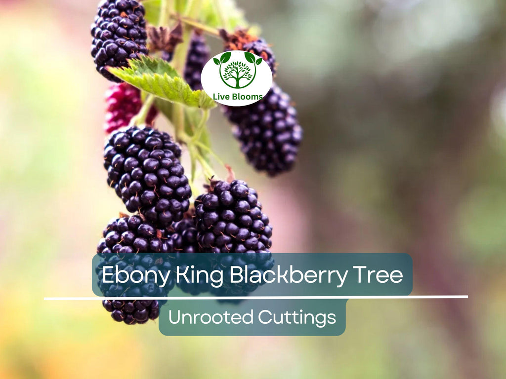 5 Ebony King Blackberry Scion Unrooted Cuttings (Rubus fruticosus), 8-10 Inches, Perfect for Rooting or Grafting, Hardy Fruit Plant
