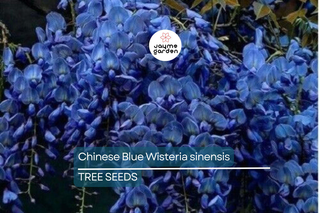 5 Chinese Blue Wisteria (Wisteria sinensis) Seeds - Fast-Growing Climbing Vine, Hardy Perennial
