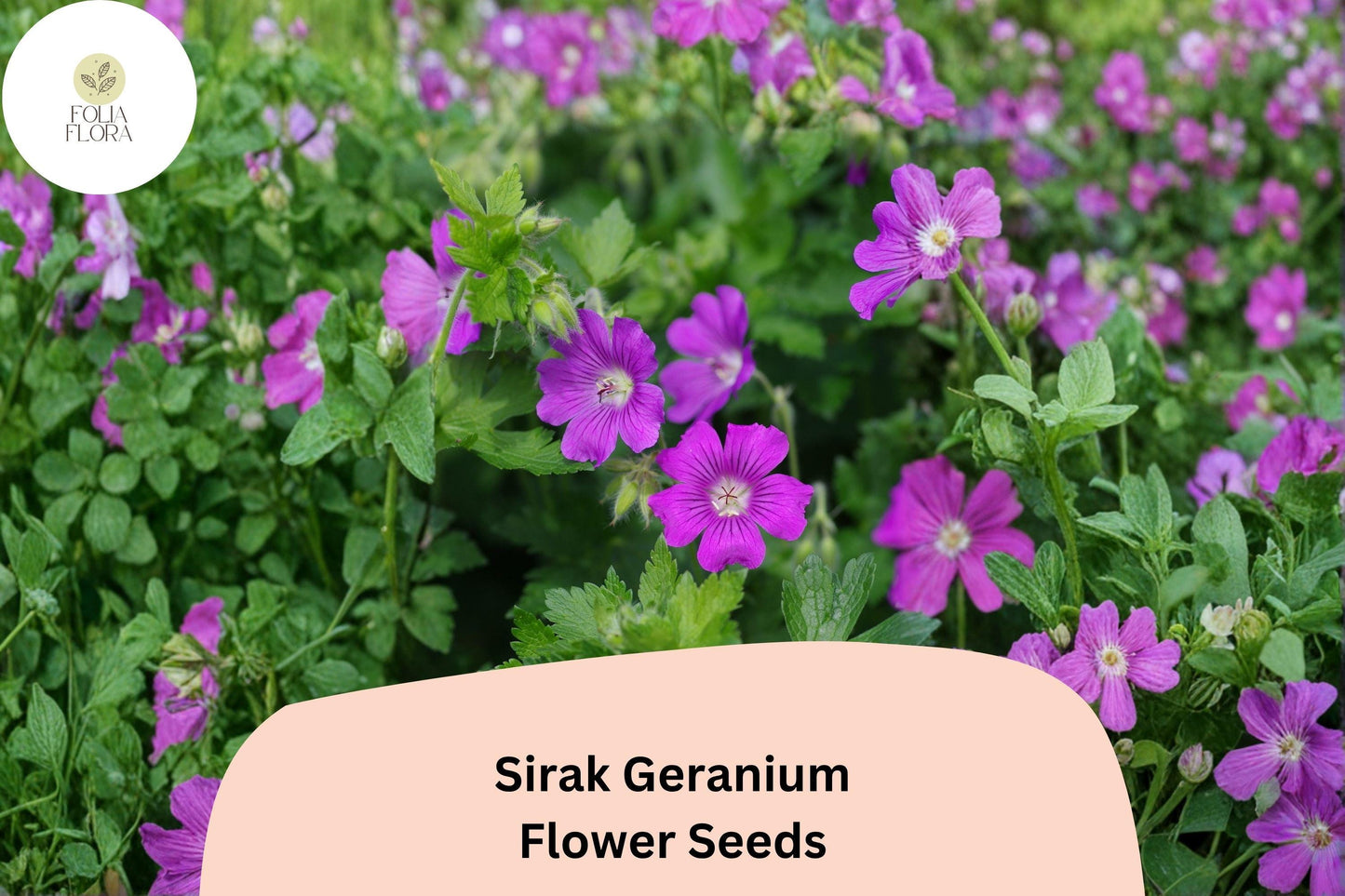 25+ Sirak Geranium Seeds | Purple Cranesbill | Hardy Perennial Geranium pratense Sirak Seeds for Garden Borders & Beds