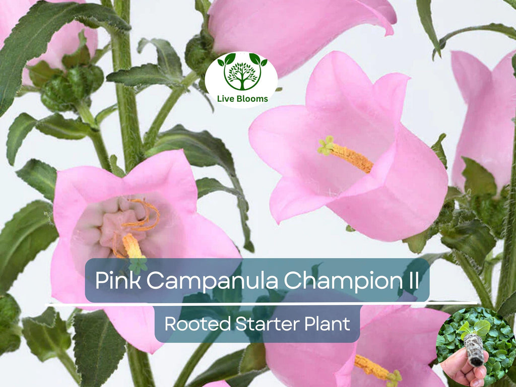 2 Campanula Champion II Bellflower Plants, Healthy Starter Plant | Bellflower Perennial, Gorgeous Blooms for Garden & Landscape