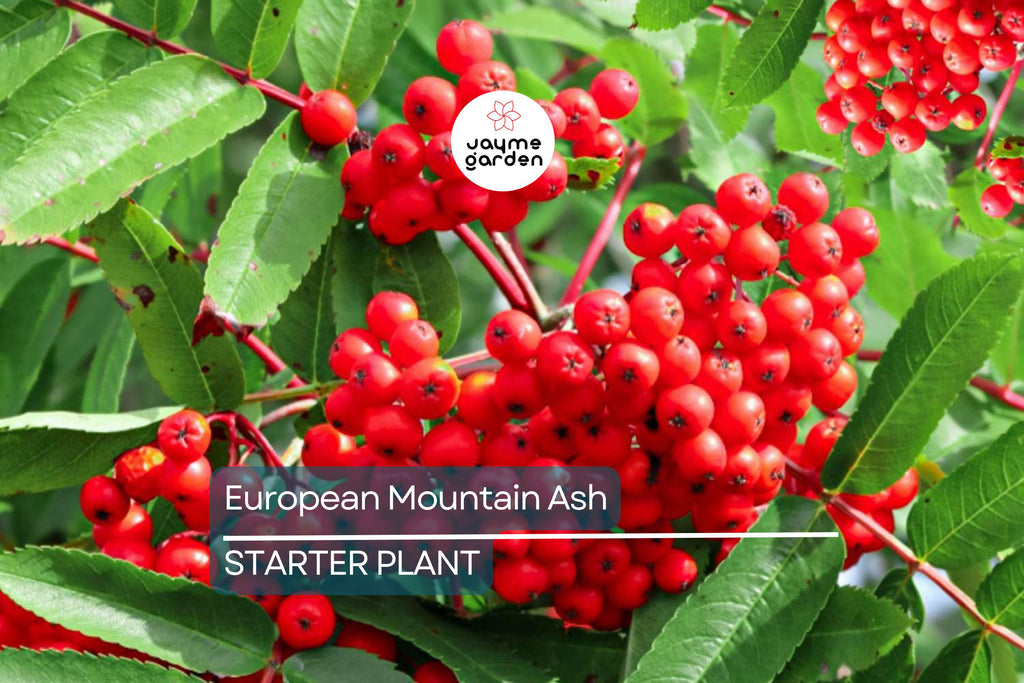 European Mountain Ash Tree | Sorbus aucuparia | 2-3 Ft Live Bare Root Plant | Ornamental Shade Tree | Zones 2-9