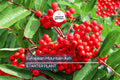 European Mountain Ash Tree | Sorbus aucuparia | 2-3 Ft Live Bare Root Plant | Ornamental Shade Tree | Zones 2-9