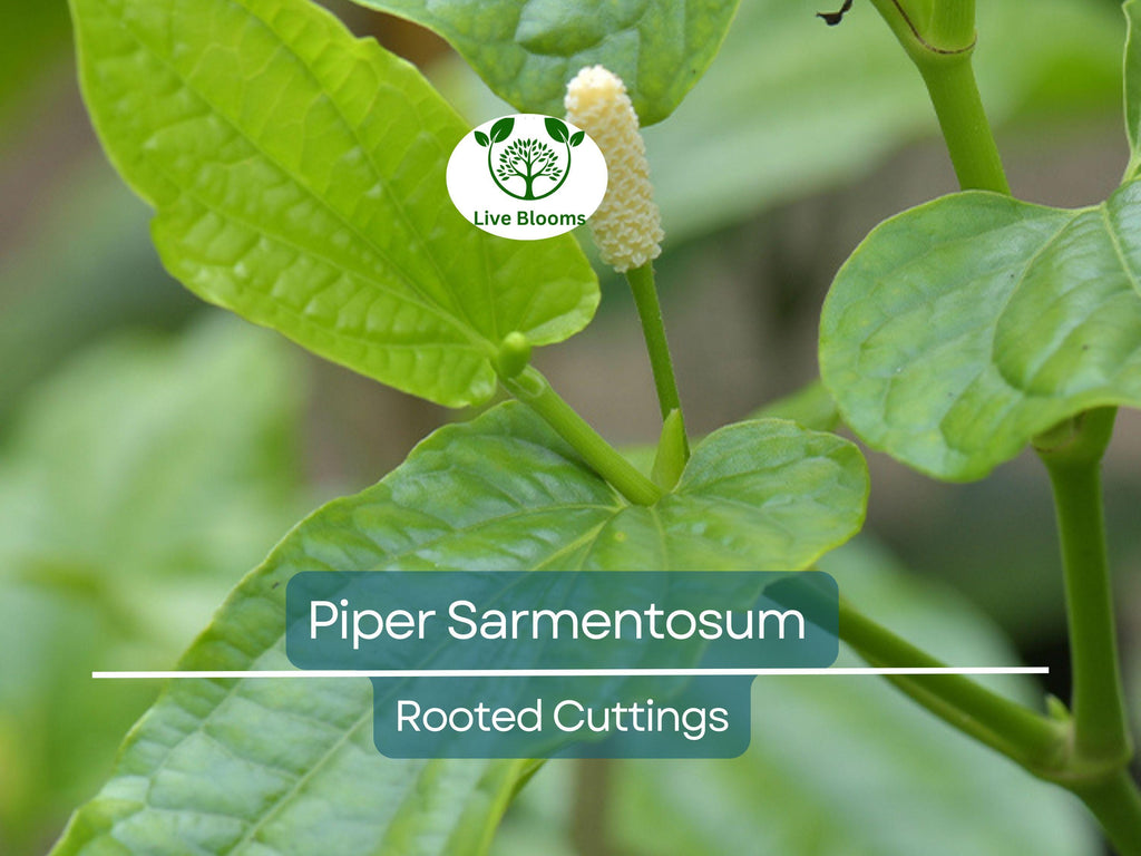 12 Piper Sarmentosum Bareroot Cuttings, Wild Betel Leaf, Thai Herb, Piper Betel, Herb Culinary Plant, Easy to Grow, Rooting Cuttings