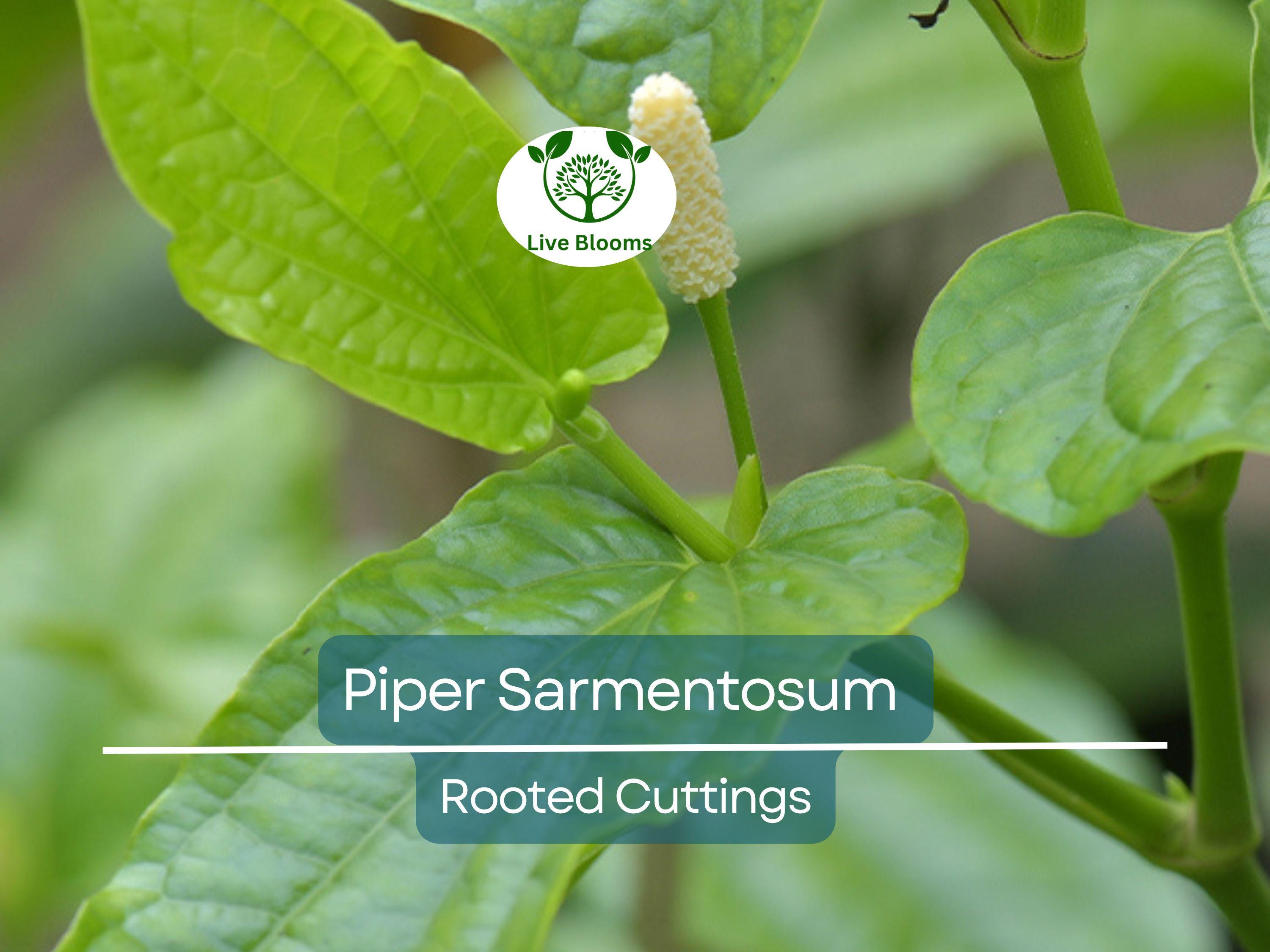 12 Piper Sarmentosum Bareroot Cuttings, Wild Betel Leaf, Thai Herb, Piper Betel, Herb Culinary Plant, Easy to Grow, Rooting Cuttings