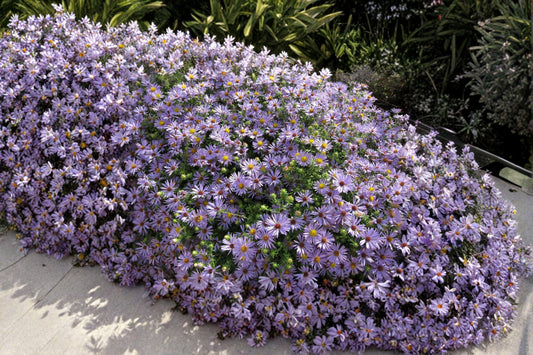 Symphyotrichum oblongifolium ‘Aromatic Aster’ – 100 Seeds | Native Fall-Blooming Perennial | Drought-Tolerant | Pollinator Favorite