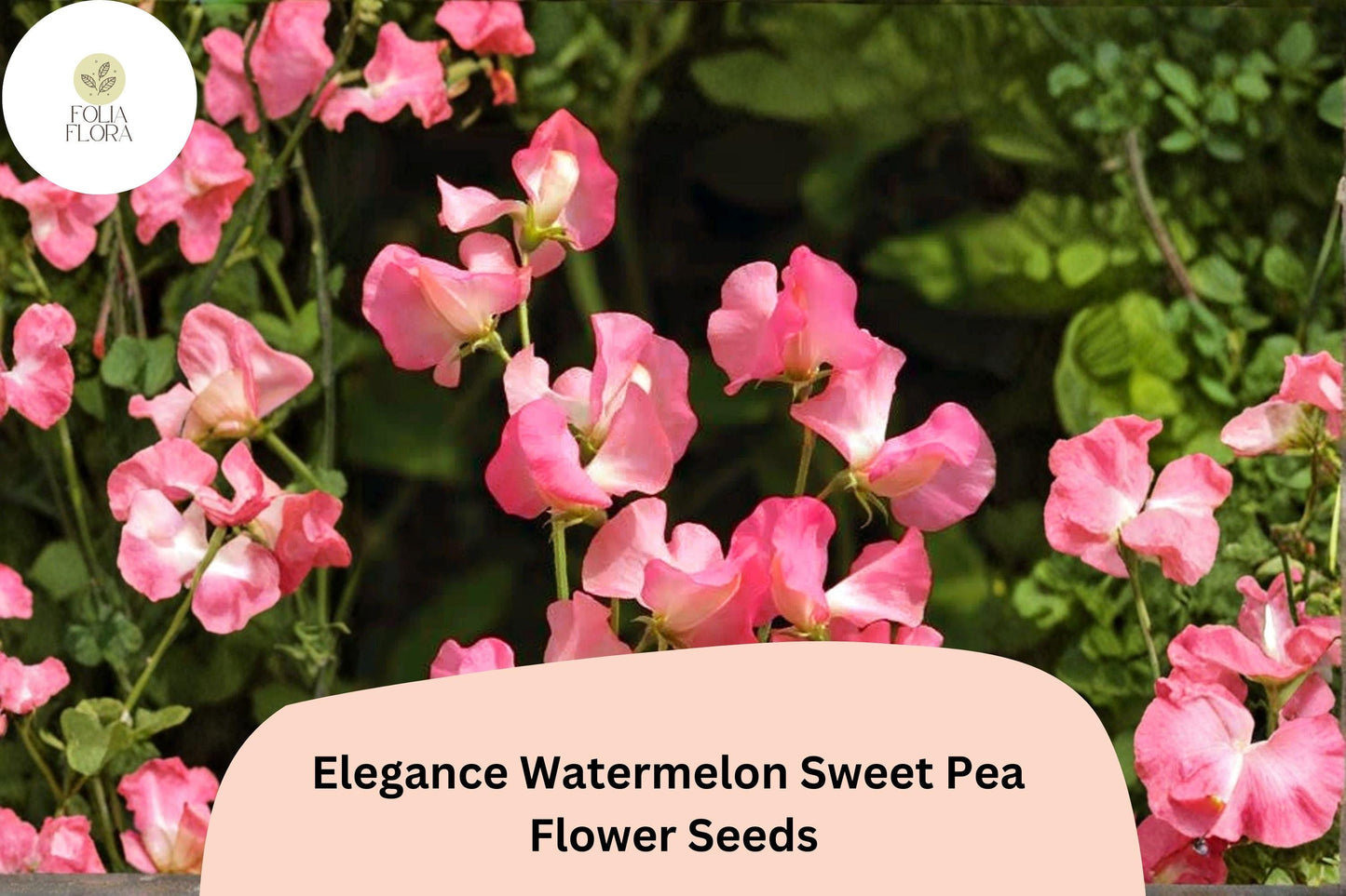Elegance Watermelon Sweet Pea Seeds | Lathyrus odoratus Pink Bicolor Climbing Vine (50+ Seeds) for Garden Planting