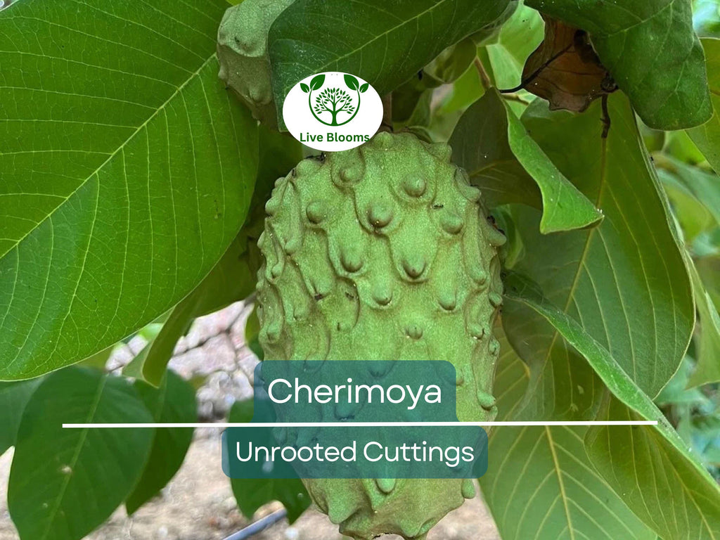 4 Pcs California Cherimoya Unrooted Cuttings for Rooting - Annona cherimola, Sweet Custard Fruit, Easy Propagation, Tropical Fruit Plant