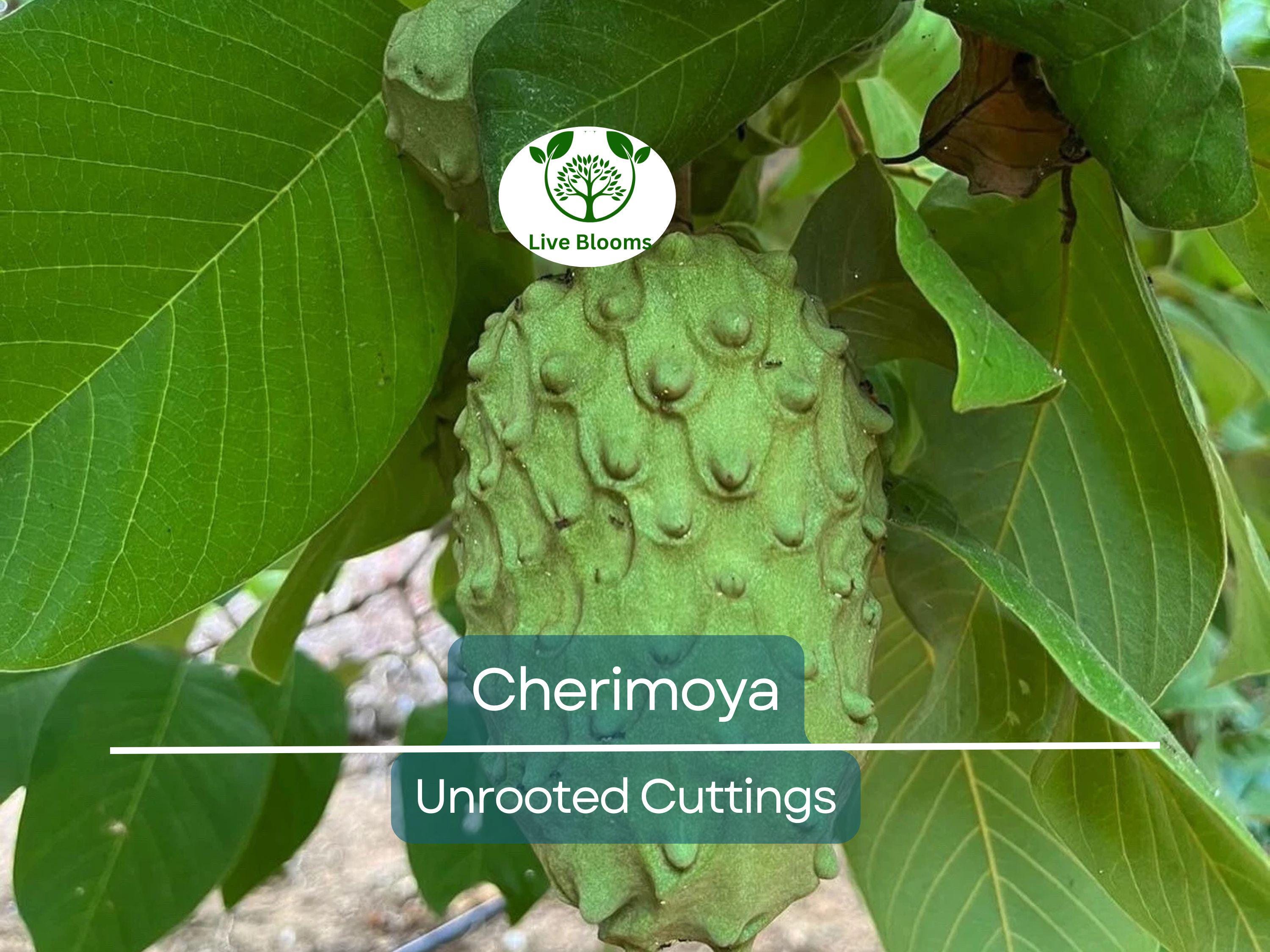 4 Pcs California Cherimoya Unrooted Cuttings for Rooting - Annona cherimola, Sweet Custard Fruit, Easy Propagation, Tropical Fruit Plant