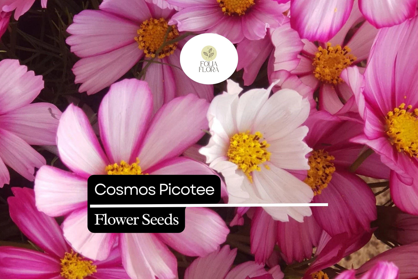 1g Cosmos Picotee Seeds, Unique Bicolor Blooms, Hardy Annual Wildflower for Pollinator Gardens