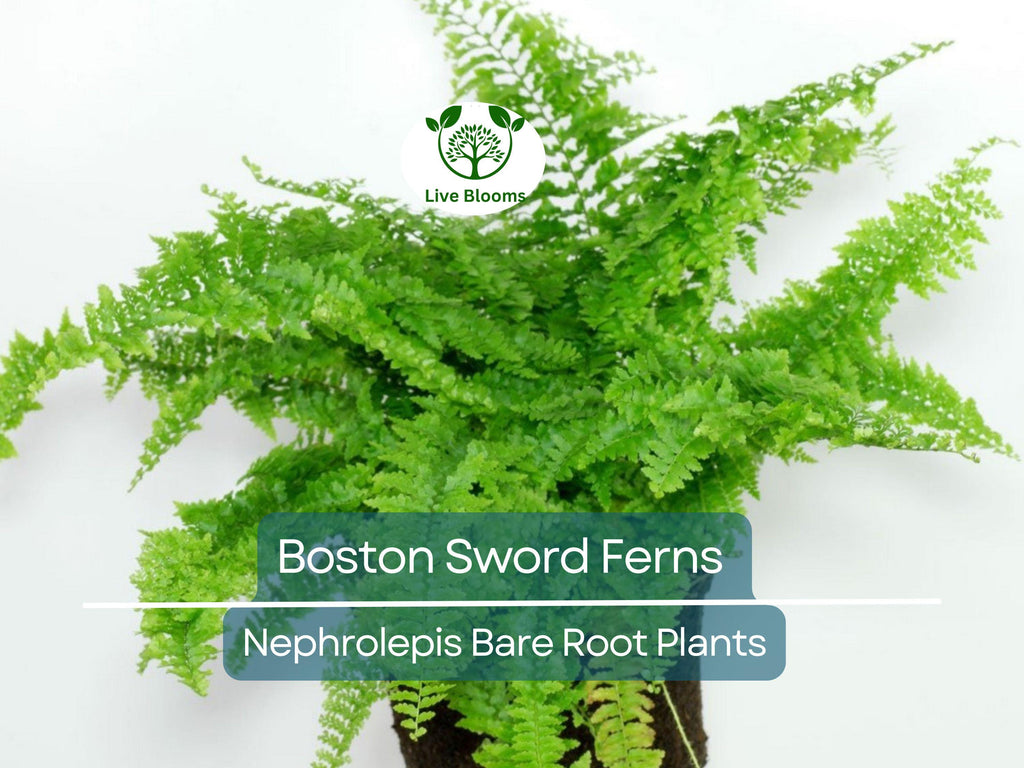 12 Boston Sword Ferns - Nephrolepis Exaltata - Bare Root Live Plants Bundle - Indoor Air Purifier Ferns