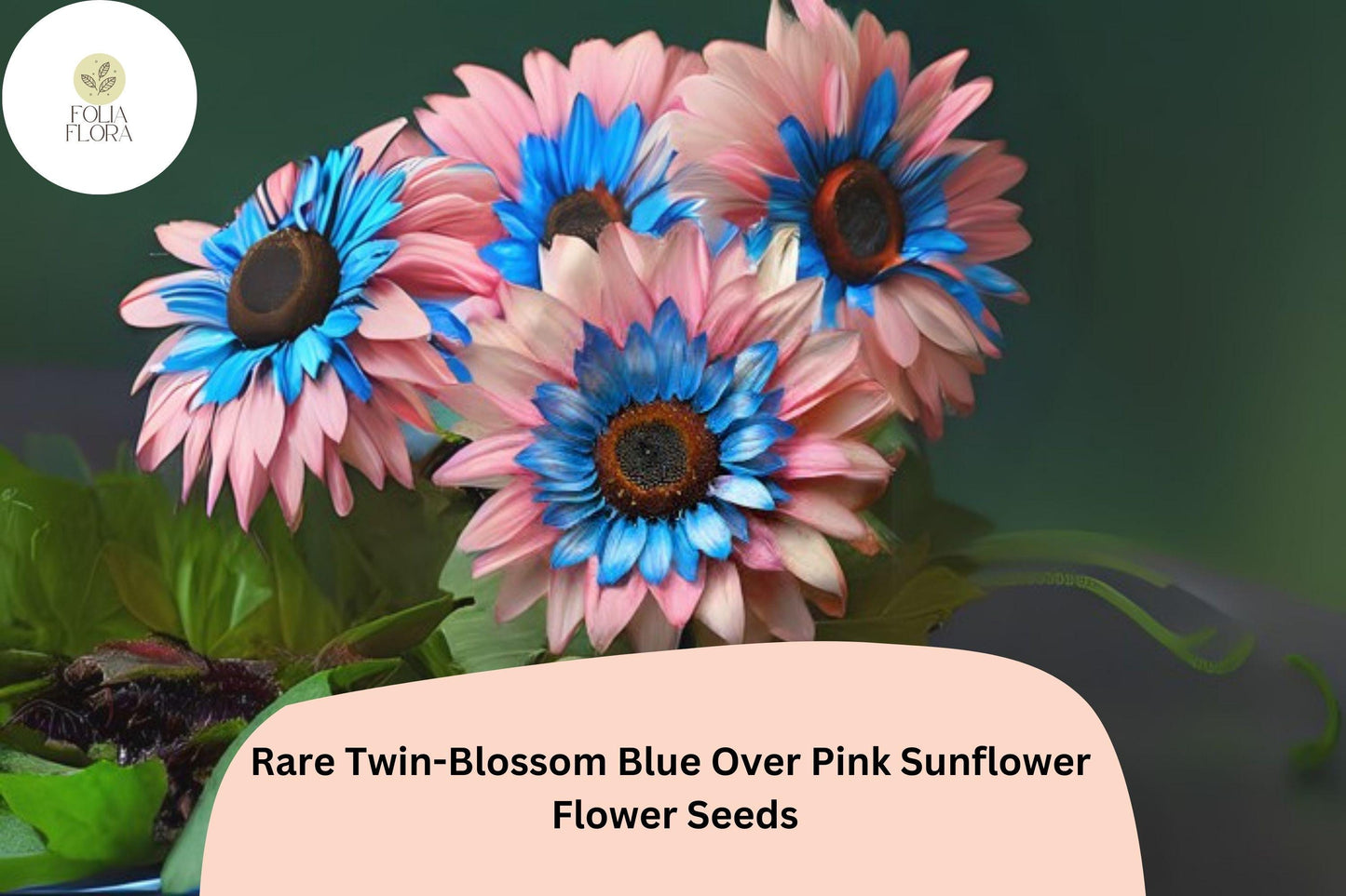 50pcs Rare Twin-Blossom Blue Over Pink Sunflower Seeds | Unique Bicolor Helianthus