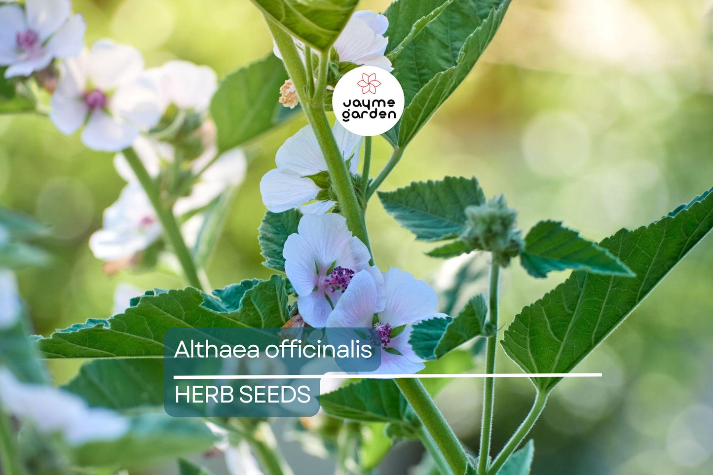 50 Marshmallow Seeds Althaea Officinalis – Perennial Herb, Medicinal & Culinary Uses, Pink Blooms, USA Seller