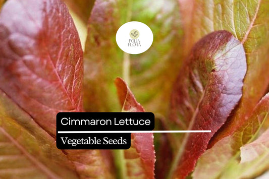 1000 Cimarron Lettuce Seeds – Lactuca sativa – Heirloom Romaine, Deep Red Leaves, Crisp Texture, Non-GMO, Heat-Tolerant, Easy to Grow