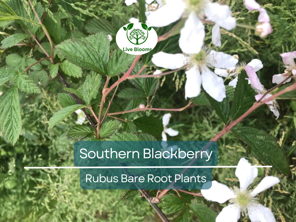 3 Southern Blackberry Plants – 2–3 Ft Tall Live Bare Root – Large, Sweet Fruit Bushes – Hardy & Fast Growing for Home Gardens
