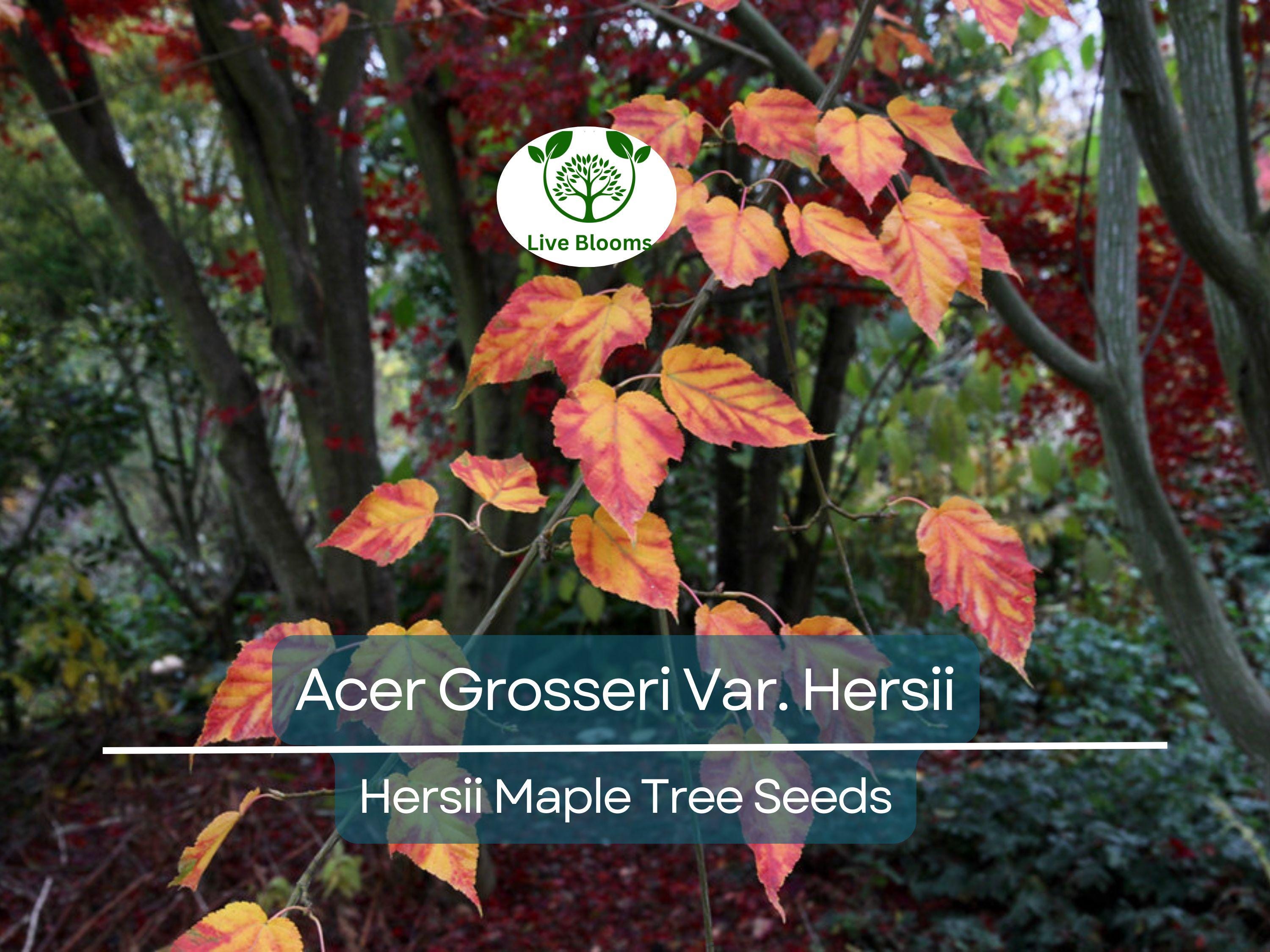 10 Seeds Acer Grosseri Var. Hersii (Hersii Maple) for Planting - Rare Hardy Tree, Ideal for Bonsai, Landscaping, & Gardens - Tree Seeds