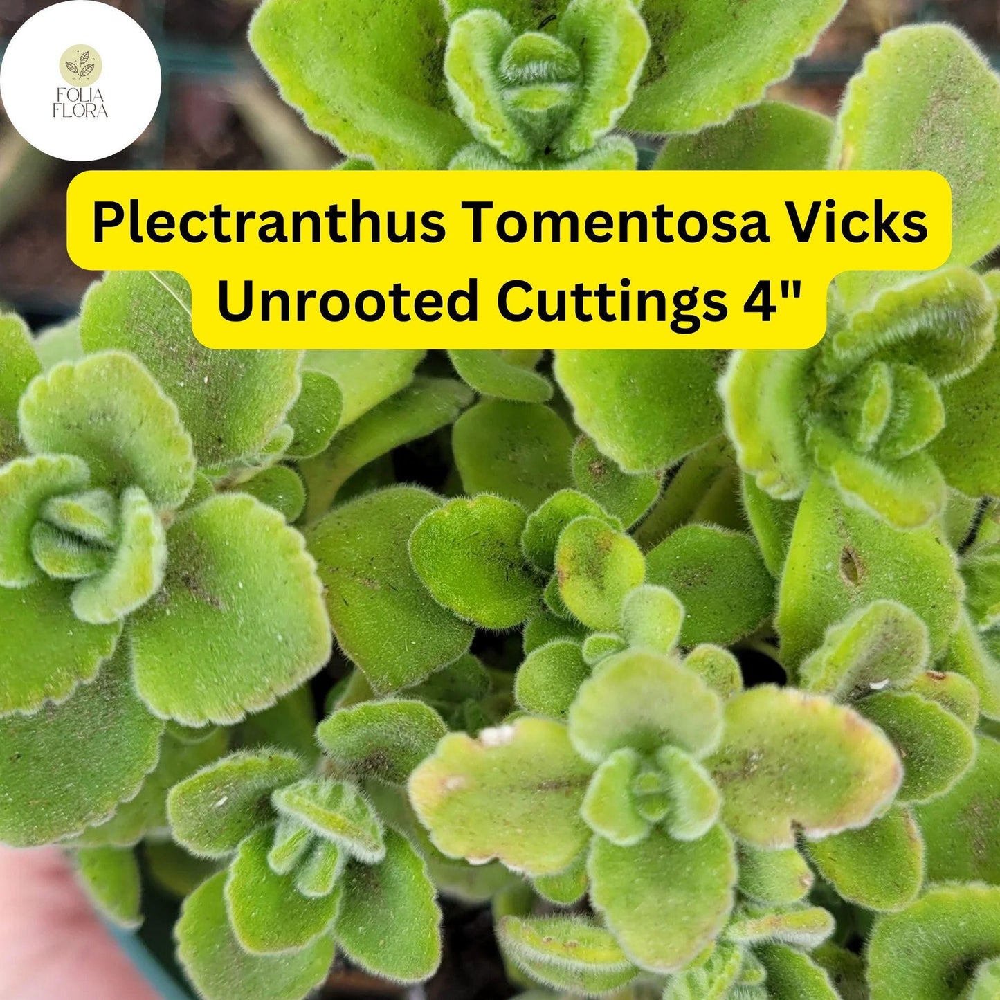 Plectranthus tomentosa ‘Vicks Plant’ | 3 Unrooted 4" Live Succulent Cuttings | Fragrant, Fuzzy Leaves, Easy-Care