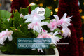 White Christmas Cactus Cuttings (4"-5") | 5 Unrooted Segments | Easy to Grow Holiday Plant | Schlumbergera Starter Plant