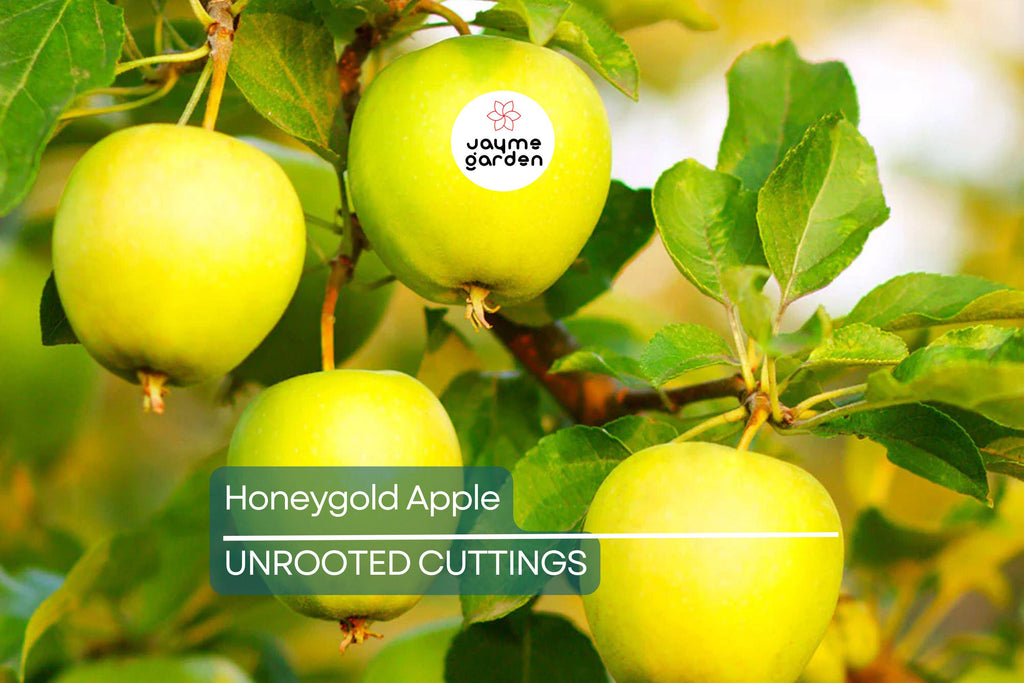 3 Honeygold Apple Fruit Tree Scions 6-10" for Grafting or Rooting - Fresh Cuttings from High-Yield Trees
