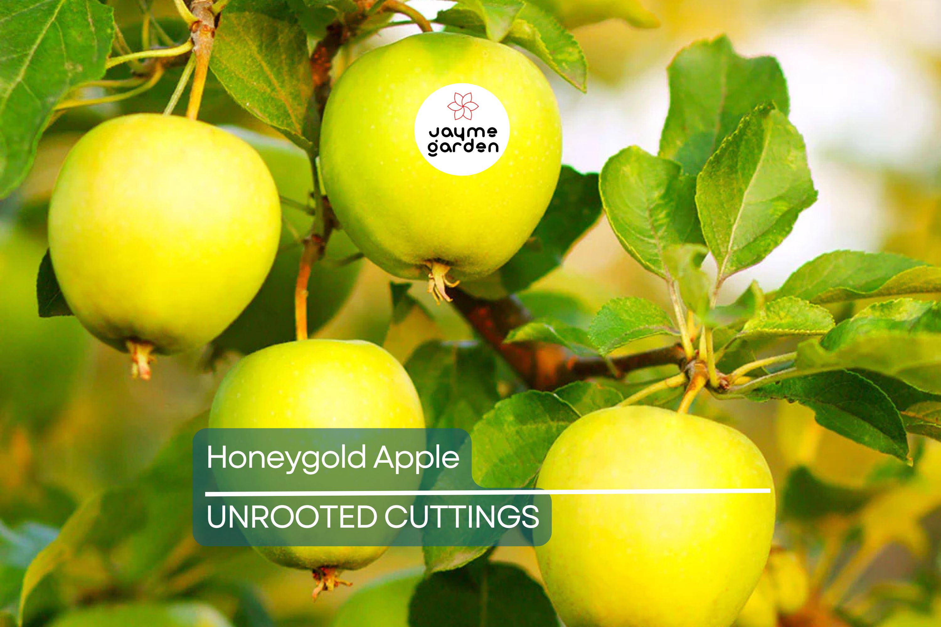 3 Honeygold Apple Fruit Tree Scions 6-10" for Grafting or Rooting - Fresh Cuttings from High-Yield Trees