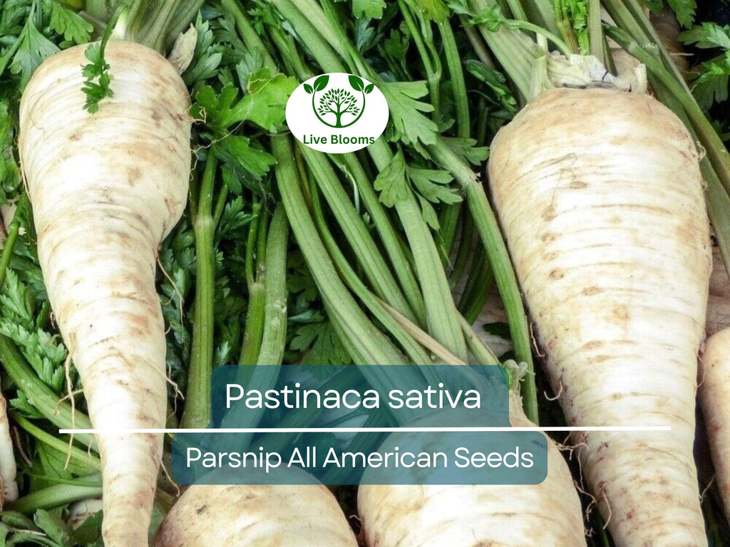 350 Seeds Parsnip All American for Planting (Pastinaca sativa) - Sweet Nutritious Root Vegetables for Home Gardens, High Yield, Easy to Grow