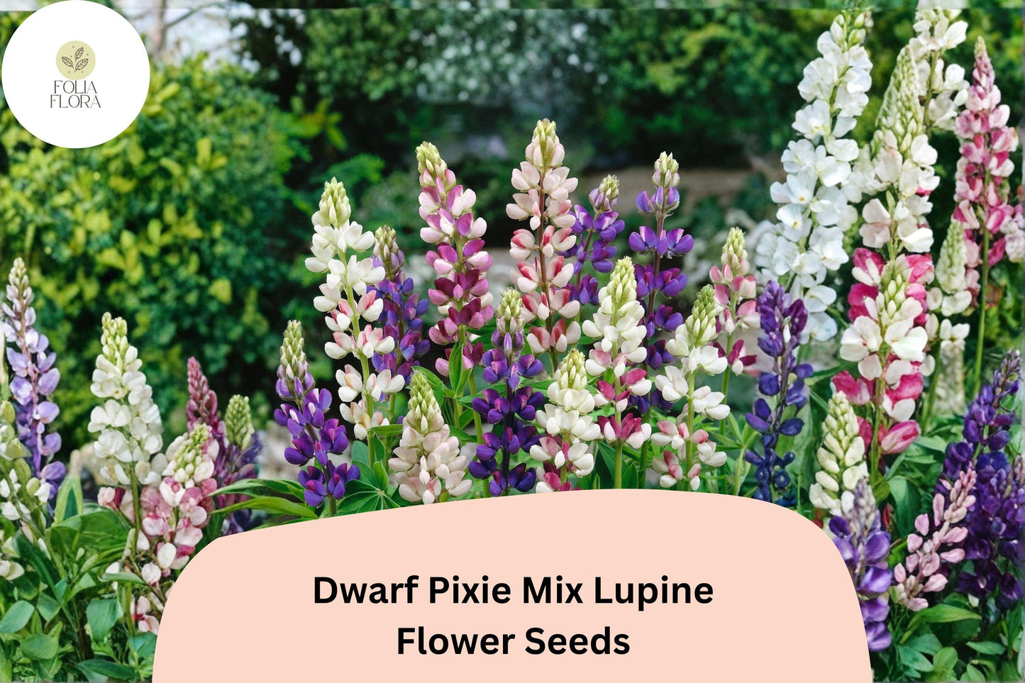 25+ Dwarf Pixie Mix Lupine Seeds | Lupinus nanus | Compact Blooms in Mixed Colors