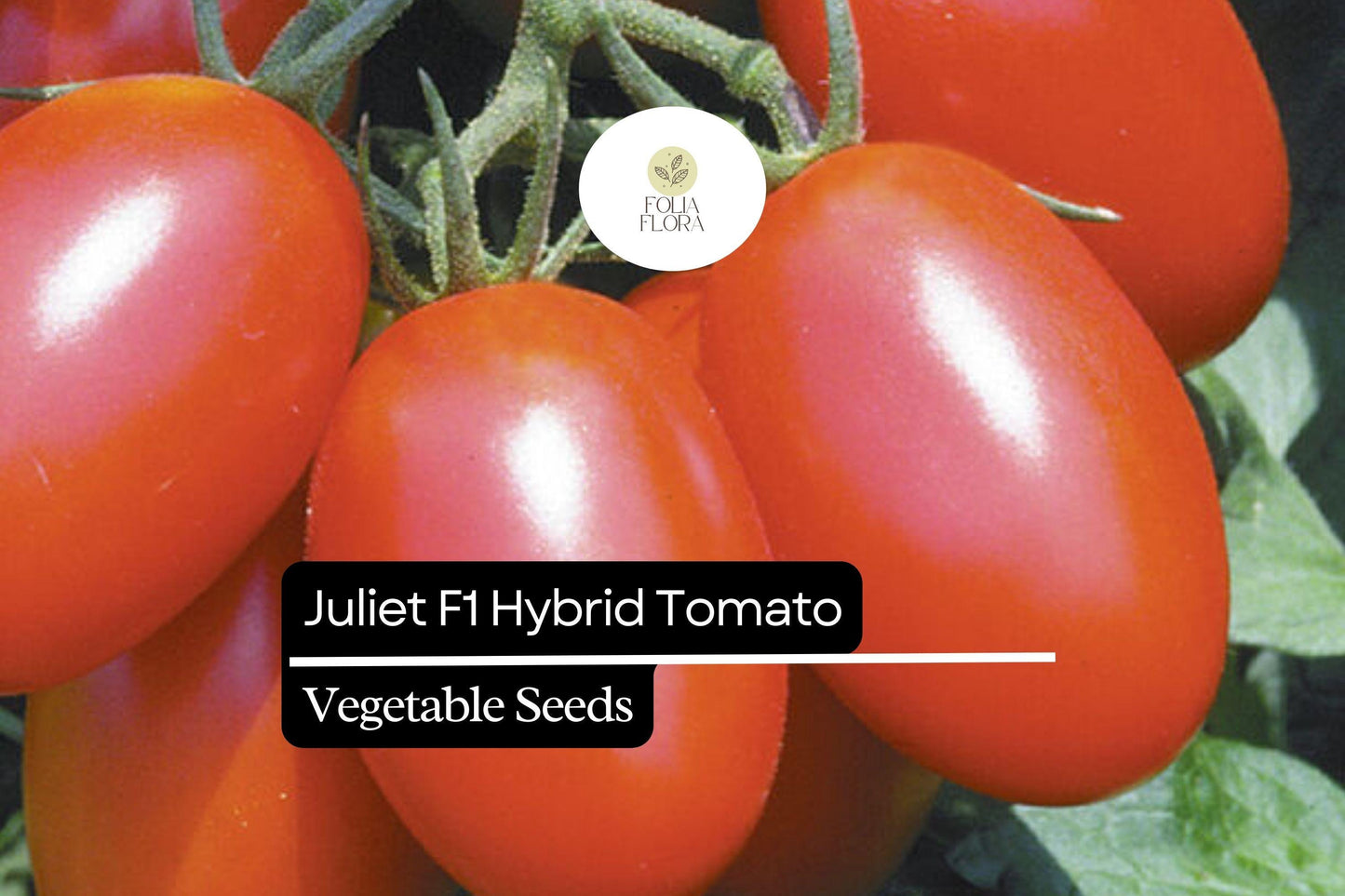 50+ Juliet F1 Tomato Seeds | Hybrid Grape Tomato Heirloom Variety | High Yield Sweet Red Tomatoes for Garden Planting