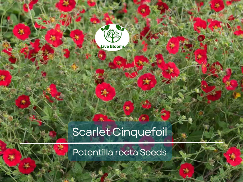 1000 Seeds SCARLET CINQUEFOIL (Potentilla recta) Perennial Red Flowers, Pollinators, Bees, Hummingbirds, Non-GMO, Ideal for Gardens