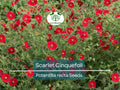 1000 Seeds SCARLET CINQUEFOIL (Potentilla recta) Perennial Red Flowers, Pollinators, Bees, Hummingbirds, Non-GMO, Ideal for Gardens