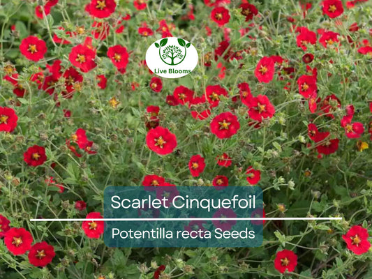 1000 Seeds SCARLET CINQUEFOIL (Potentilla recta) Perennial Red Flowers, Pollinators, Bees, Hummingbirds, Non-GMO, Ideal for Gardens