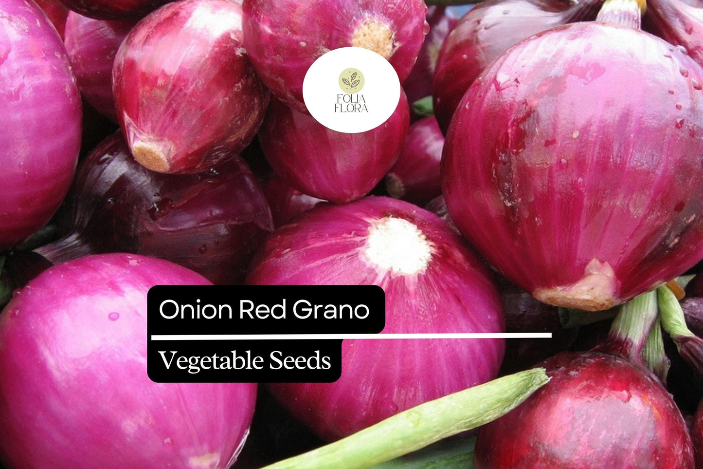 200 Seeds Red Grano Onion, Allium Cepa, Sweet Red Bulb Onion for Gardens