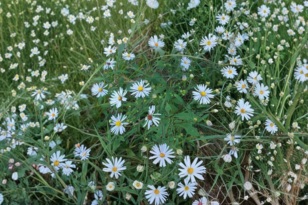 Symphyotrichum novi-belgii – New York Aster | 100 Seeds | Native Purple Aster Wildflower | Pollinator Garden Plant