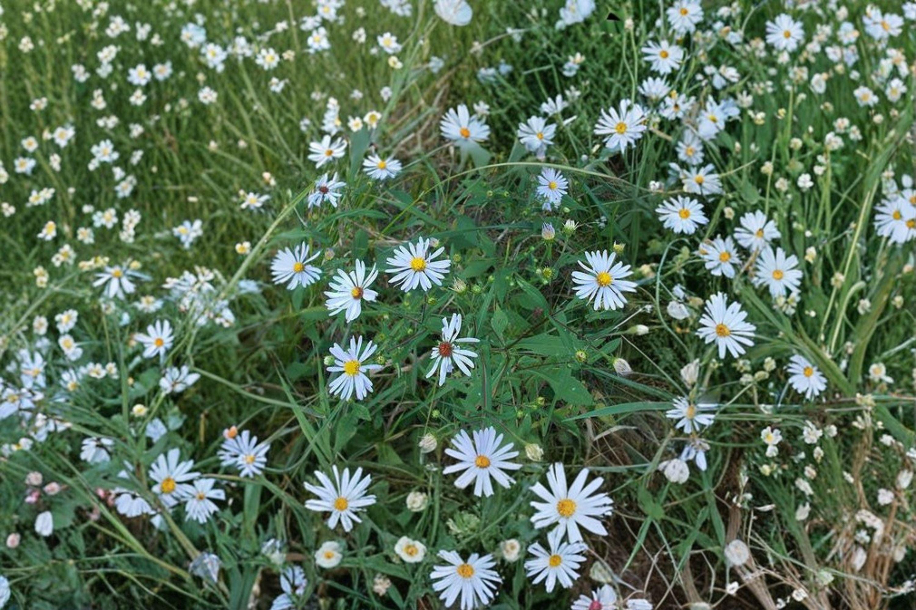 Symphyotrichum novi-belgii – New York Aster | 100 Seeds | Native Purple Aster Wildflower | Pollinator Garden Plant