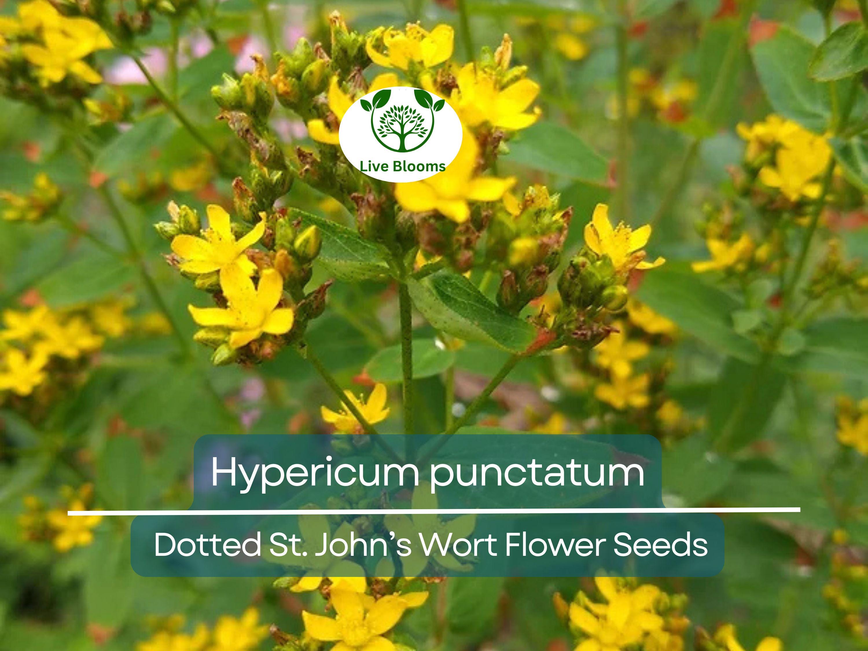 50 mg Seeds Hypericum punctatum (Dotted St. John's Wort) for Planting | Pollinator-Friendly Wildflower