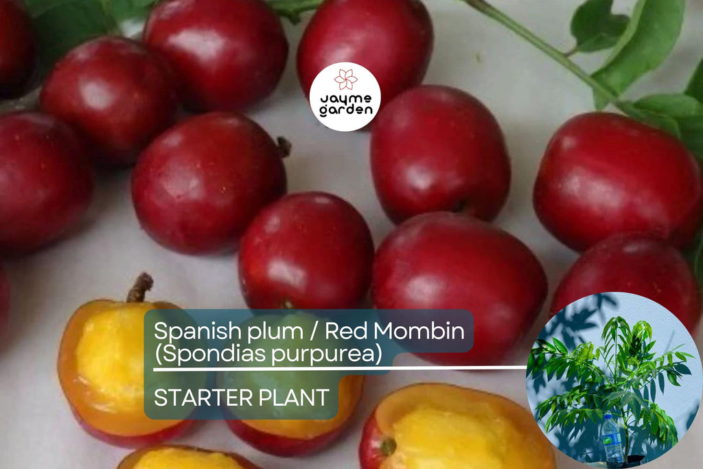Spanish Plum / Red Mombin Live Spondias Purpurea Tree 12″-24″ | Sweet-Tart Tropical Fruit | Hardy Drought-Tolerant Starter Plant