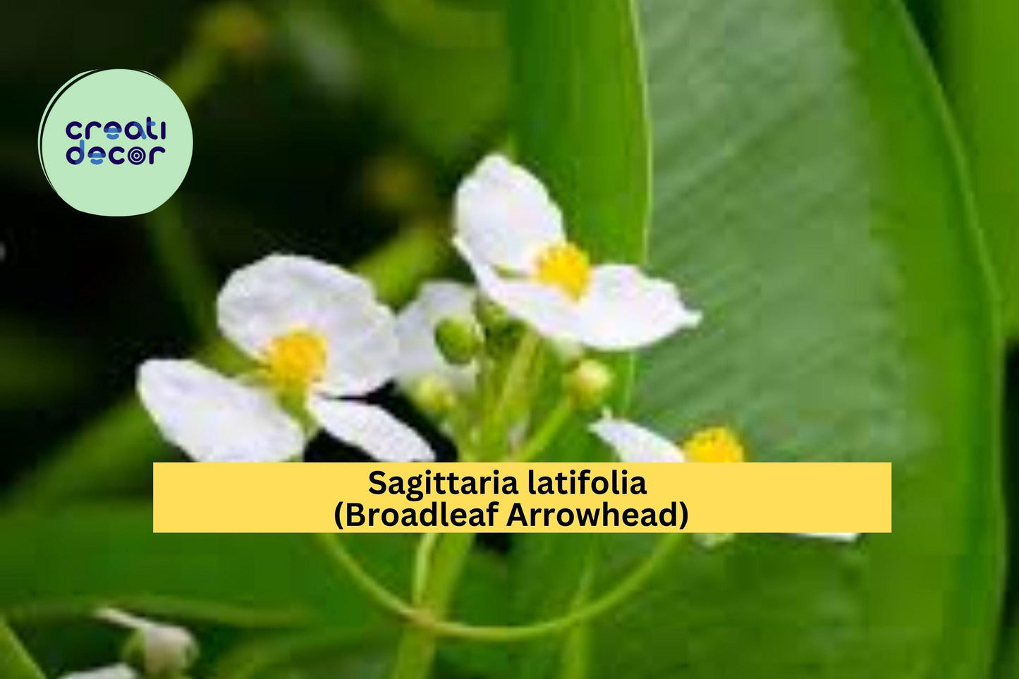 Broadleaf Arrowhead Seeds – Sagittaria latifolia – 500 Seeds – Native Aquatic Perennial for Pond, Bog & Water Gardens