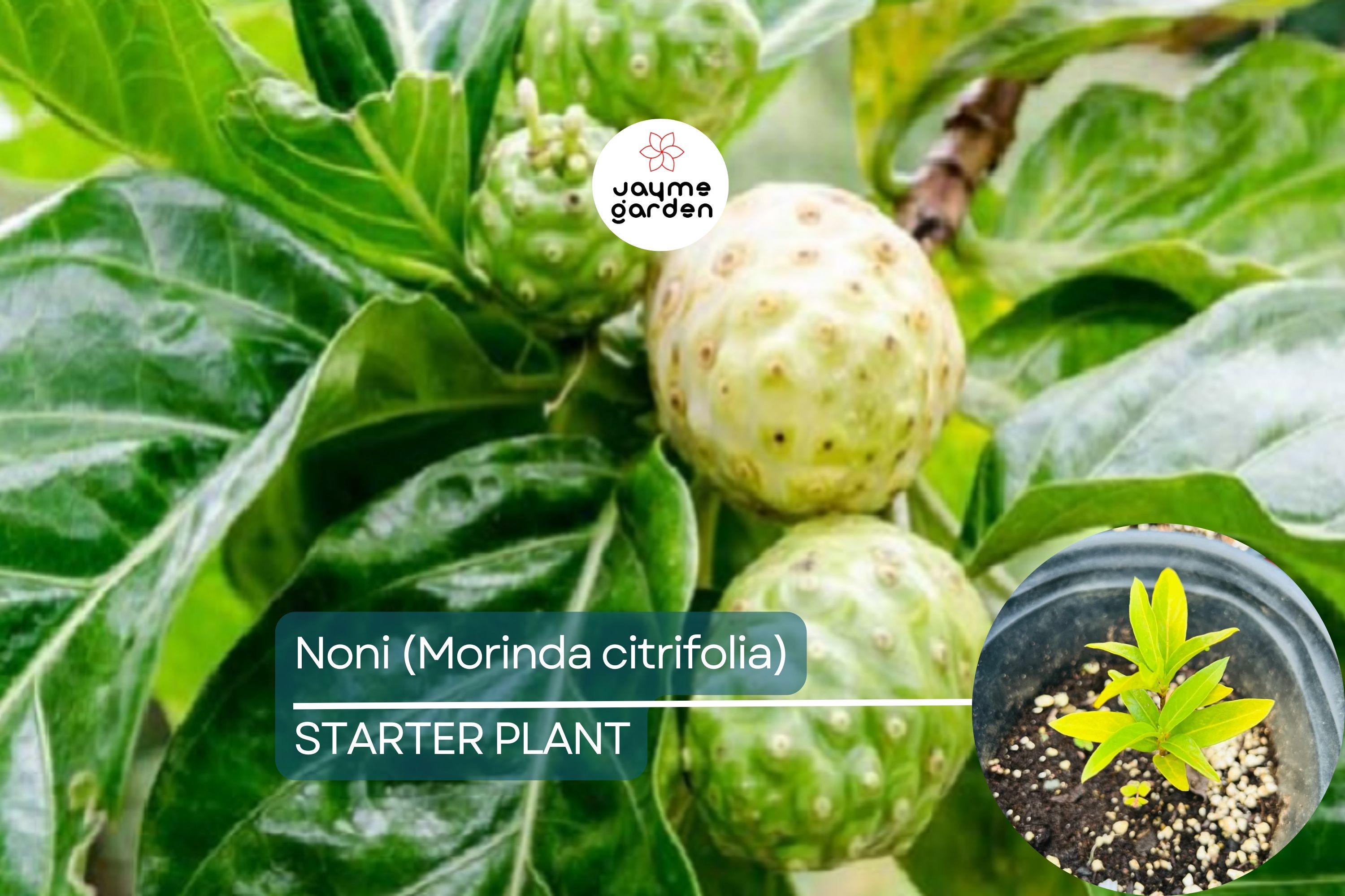 Noni Fruit Tree 6”-12” (Morinda citrifolia) - Live Starter Plant | Tropical Medicinal Tree with Nutrient-Rich Fruits
