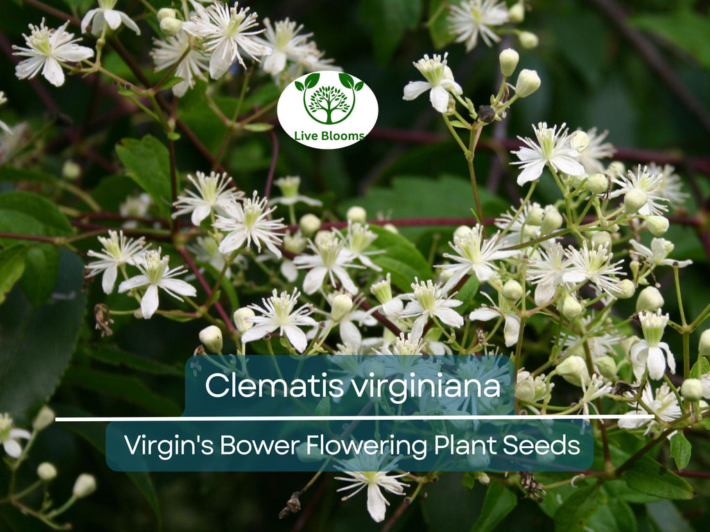 100 mg Seeds Clematis Virginiana – Virgin's Bower (Clematis virginiana) | Native Flowering Climber for Planting & Garden Beauty