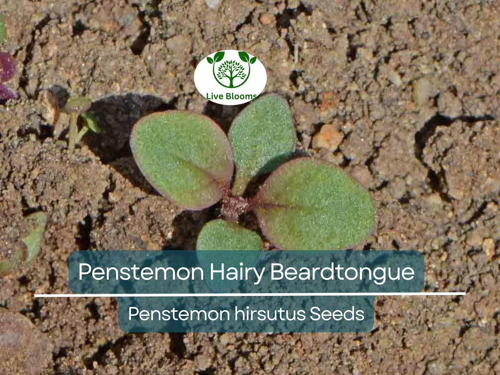 1000 Seeds Penstemon Hairy Beardtongue Perennial Purple Flowers, Non-GMO, Hummingbird-Friendly, Penstemon hirsutus