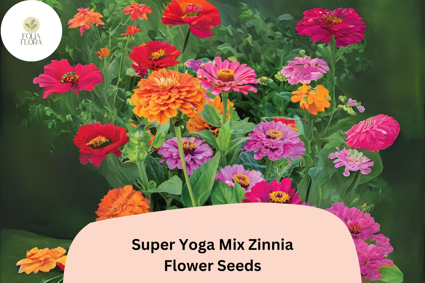 100+ Super Yoga Mix Zinnia Seeds – Colorful Tall Annual Flowers for Garden Planting, Borders & Cut Flower Bouquets
