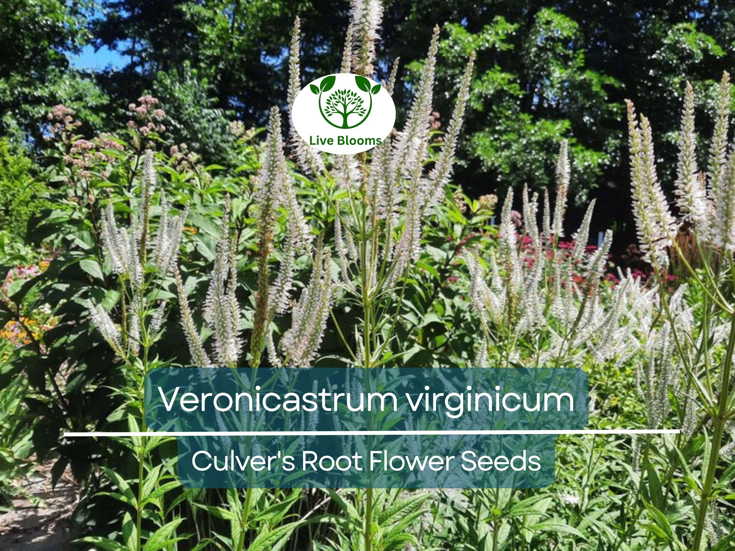 2800 Seeds Veronicastrum Virginicum Culver's Root, Perennial Plant, Native, Flowering, Pollinator-Friendly, Garden, Landscape