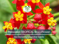 100 Seeds Milkweed TROPICAL Bloodflower (Asclepias curassavica), Monarch Butterfly Host Plant, Attracts Pollinators, Non-GMO, Vibrant Flower