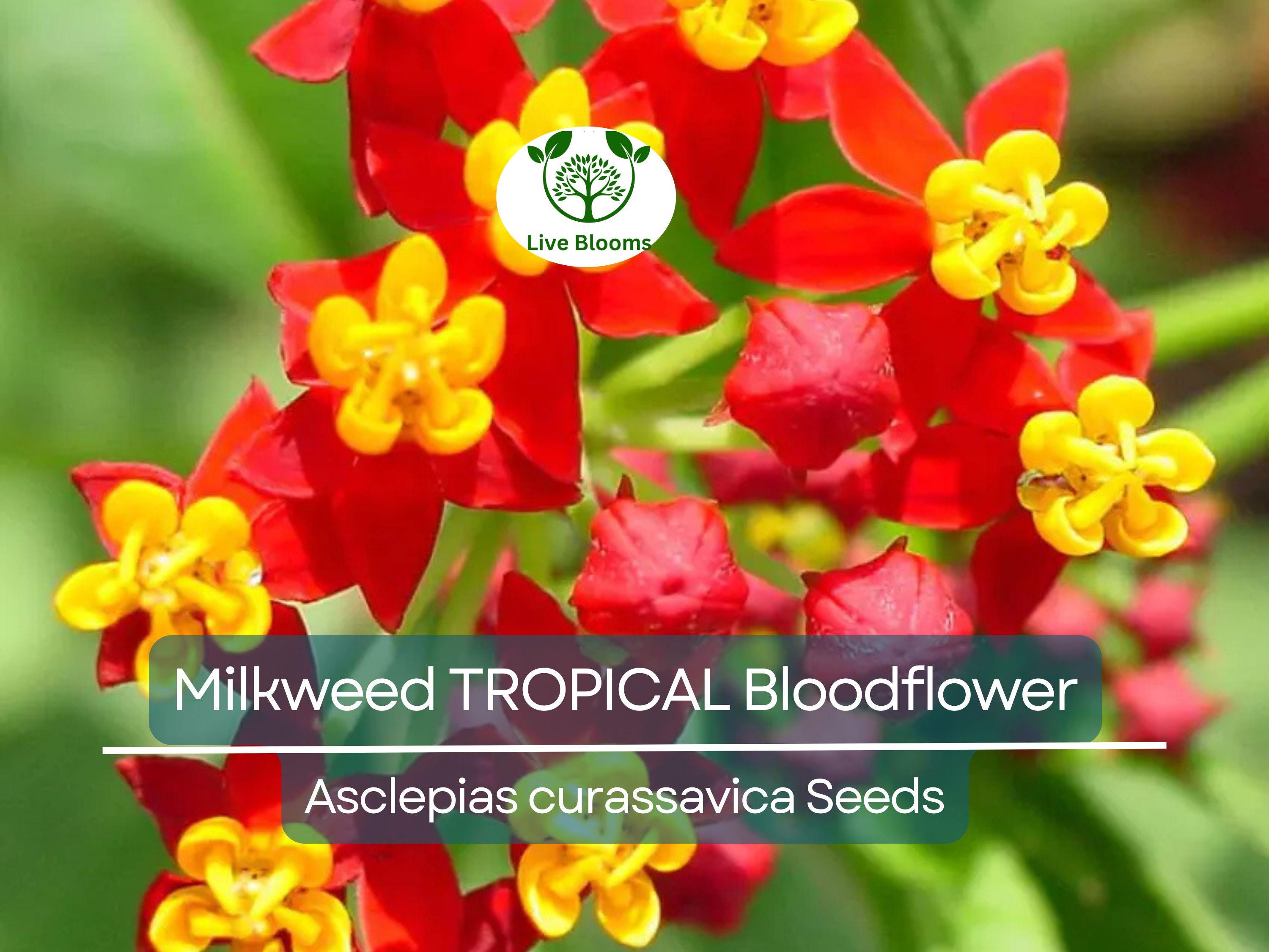100 Seeds Milkweed TROPICAL Bloodflower (Asclepias curassavica), Monarch Butterfly Host Plant, Attracts Pollinators, Non-GMO, Vibrant Flower