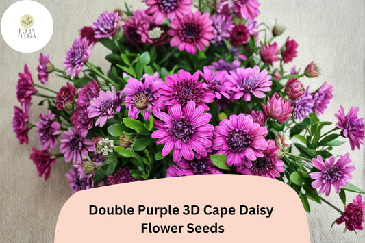 50+ Double Purple 3D Cape Daisy Seeds | Osteospermum ecklonis | Unique Layered Blooms | Garden Flower