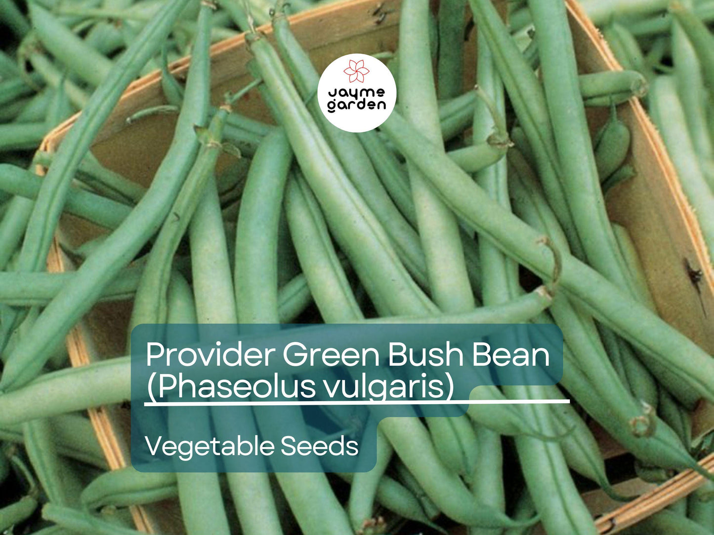 Provider Green Bush Bean 5 Gram Seeds For Planting - Heirloom Non-GMO Variety - High-Yield, Fast-Growing Beans for Garden Beds & Containers