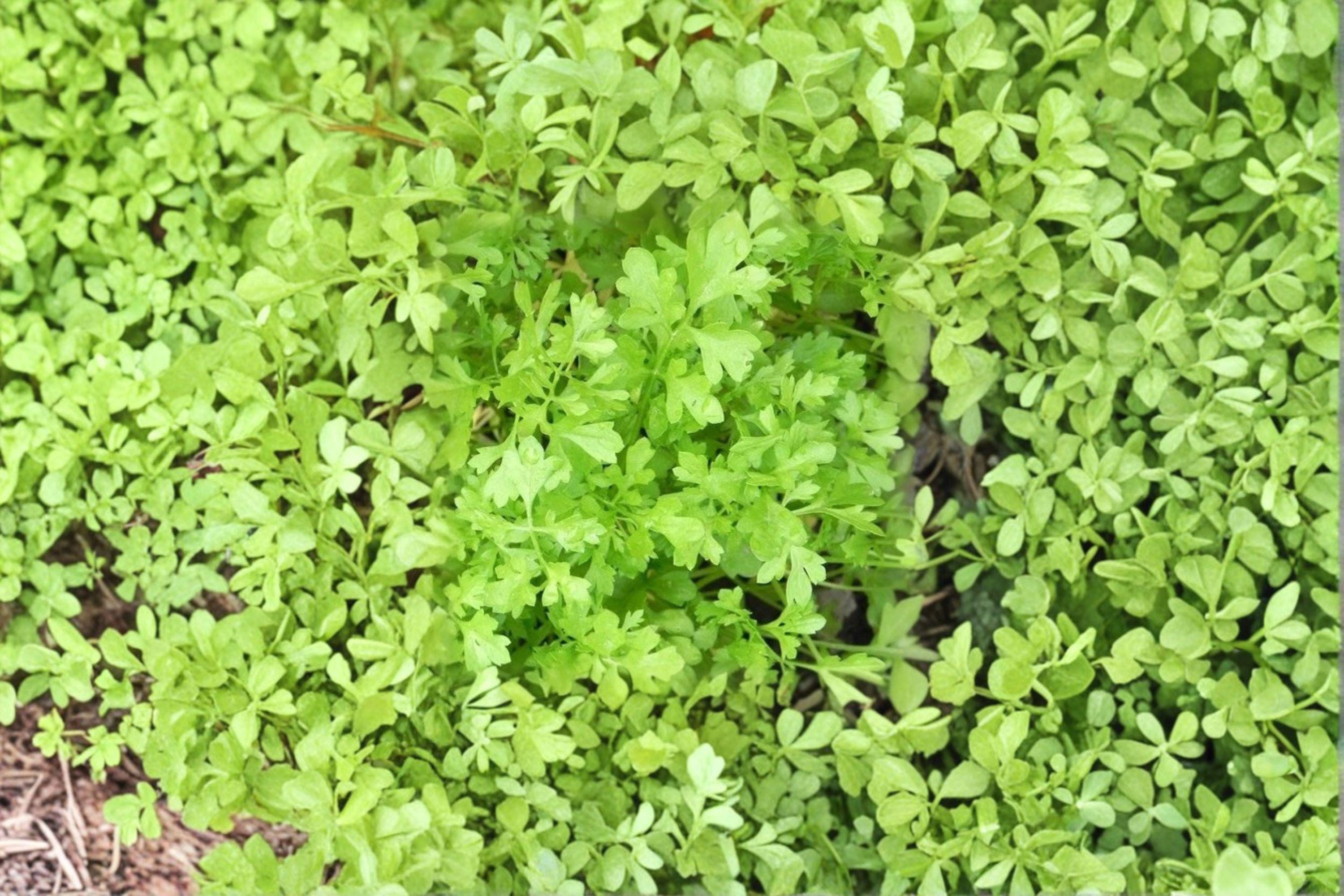 Cress – Curled / Pepper Cress / Garden Cress 800 Seeds | Fast-Growing Greens | Spicy Peppery Flavor | Perfect for Microgreens