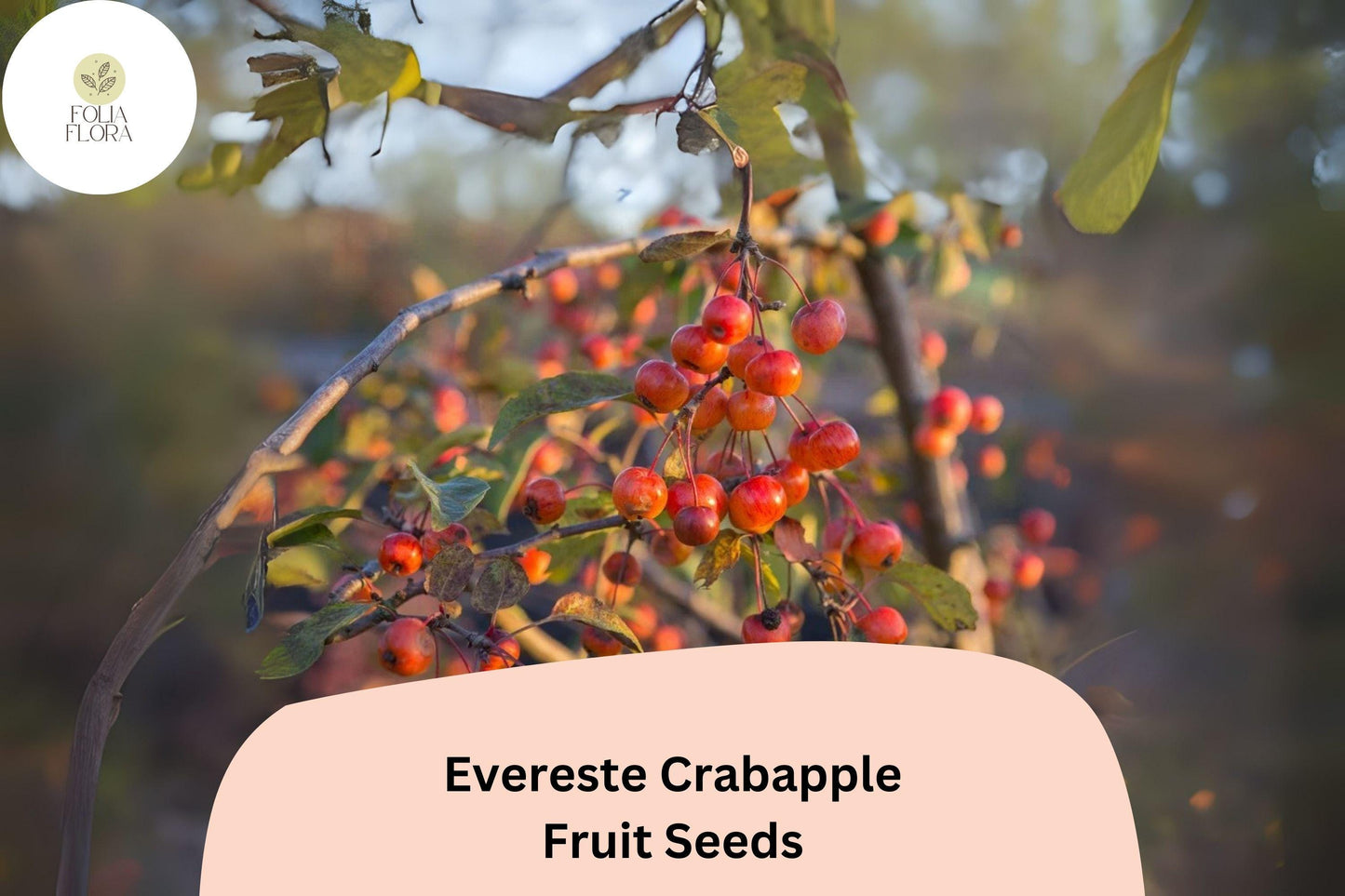 25+ Evereste Crabapple Seeds | Malus ‘Evereste’ Ornamental Tree | Pink Blossoms & Red Fall Fruit | Garden Planting