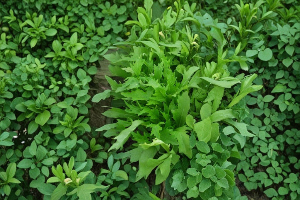 Mizuna – Early 300 Seeds | Japanese Mustard Green | Mild & Feathery Leaves | Fast-Growing